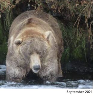 480 Otis September 2021 NPS photo 2022 Bears of Brooks River book page 74