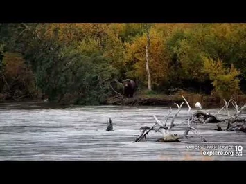 83_enjoys_some_peaceful_fishing_in_rw_09-27-22_explore.org