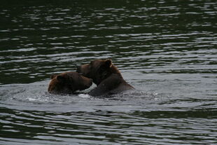 879 and 469 "Digger" / "Patches" having a play fight on September 3, 2010 NPS photo