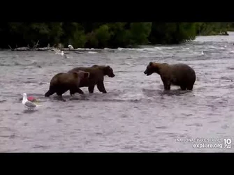 909_and_910's_Family_Reunion_-_August_4,_2022_(explore.org)