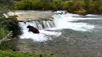 128-747_Again_At_Brooks_Falls2017_08_29,_video_by_flyer_7474.