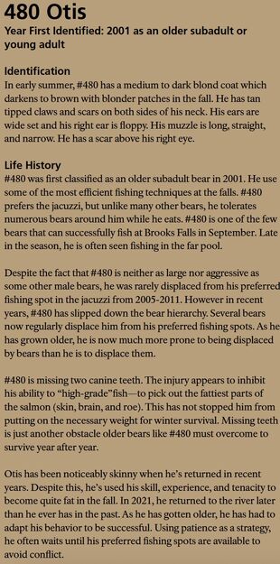 480 Otis's page in the 2022 Bears of Brooks Falls book page 74