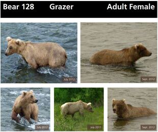 128 Grazer's page in the 2014 Bears of Brooks River book ~ page 33 (top only)