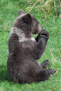 One of 94's 4 spring cubs September 13, 2022 photo by angerbodha