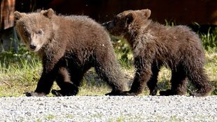 171's 2 spring cubs strolling through Brooks Camp (behind 171, 171 out of frame) on July 3, 2019 at 10:40 photograph by Truman Everts