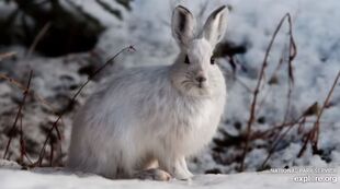Snowshoe hare, also known as varying hare