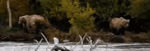 128 Grazer and her two 2.5 year old cubs September 24, 2022 gif by LeafyHyrax