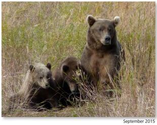 94 with 2 spring cubs September 2015 NPS photo 2016 Bears of Brooks River book page 34