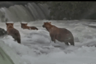 128 Grazer and her two 2.5 year old cubs July 18, 2022 gif by LunaCre