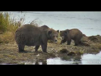 132_and_cubs_(long)_-_Explore.org_September_30,_2021