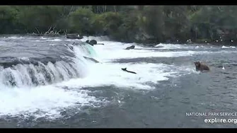 Dancing_Salmon_with_480_Otis_&_503_Cubadult_by_Deanna_DIttloff_(aka_deelynnd)-1