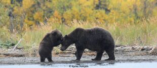 132 with her remaining spring cub September 14-17, 2018 by Ratna Narayan