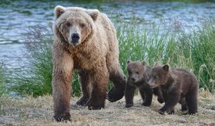 171 and 2 spring cubs July 2, 2019 photo by Truman Everts