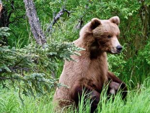 900 and spring cub 2019.06.20 Photo courtesy of Ranger Naomi Boak