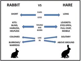 Rabbit vs Hare