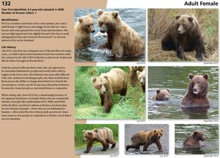 132's page of the 2016 Bears of Brooks River book page 36