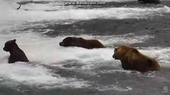 503_tells_83_to_SUCK_IT;_480_provides_back-up_-_Sept._26,_2017_by_Rockatte