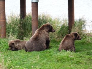 910 with her spring cub (left) and 909's yearling (right) September 6, 2022 photo by bubdoggy