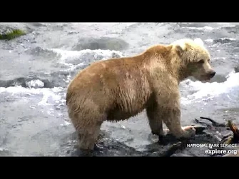 6_Sep_2021-_129_Returns_from_Her_Walkabout_(explore.org)