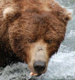 420 Genghis | Katmai Bearcams Wiki | Fandom