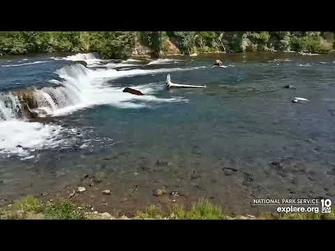 2022_06_24_856-747_Courtesy_of_Explore.org