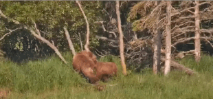 719 and her yearling standing on hind legs in sync July 12, 2023 gif created by Cruiser (p 09:41)