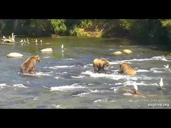 806s_bold_cub_approaches_83_despite_moms_protest_-_Explore.org_August_1,_2021