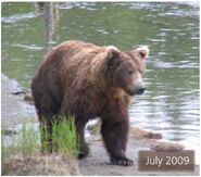 856 July 2009 NPS photo 2014 Bears of Brooks River book page 28