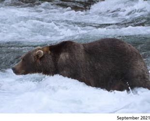 89 Backpack September 2021 NPS photo 2022 Bears of Brooks River book page 67