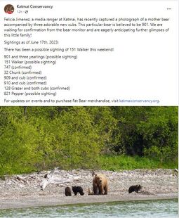 Katmai Conservancy's June 17, 2023 11:00 AKDT Facebook post stating that 901 has possibly been observed with three spring cubs on June 17, 2023 or prior. NPS photograph by Felicia Jimenez of possible 901 with her 1st known litter.