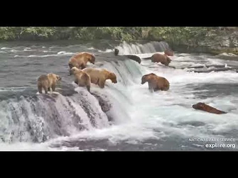 128s_cub_catches_a_leaping_salmon_-_Explore.org_July_25,_2021