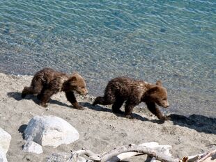 171's 2 spring cubs June 27, 2019 NPS photo by Katmai Conservancy Ranger Naomi Boak