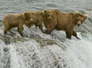 409 Beadnose with her 2 yearlings (909 & 910) fishing the lip on June 26, 2017 at 19:22 photograph by Truman Everts