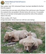KNP&P May 21, 2018 Facebook post with May 20, 2018 photo of 128 Grazer and two remaining 2.5 year-old cubs by R. Taylor