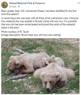 INFO BEARS SEEN 2018.05.20 or PRIOR 128 GRAZER w 3 THEN 2 2.5 YO CUBS KNP&P FB POST 2018.05.21 06.31