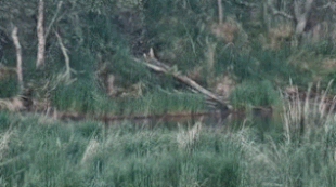 Lynx observed from the River Watch cam on June 24, 2023 gif created by Oh_Arana (p 17:20)