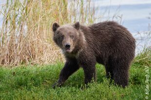 One of 94's 4 spring cubs September 2022 photo by Melissa Freels