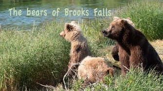 The_bears_of_Brooks_Falls_June_2019_by_Marvin_Neitzert