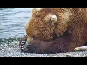 856_Waits_on_the_Island_-_June_28,_2024_(explore.org)