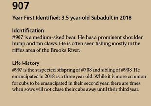 907's page of the 2019 Bears of Brooks River book, page 32 (info only)