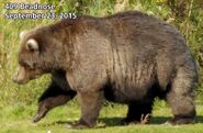 BEADNOSE 409 PIC 2015.09.23 NPS PHOTO 2015 FAT BEAR WEEK CONTEST