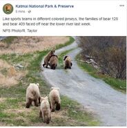 KNP&P's June 1, 2018 06:01 Facebook post with May 24 - 30, 2018 NPS photo by R. Taylor of 128 Grazer with her two remaining 2.5 year-old cubs and 409 Beadnose with her two 2.5 year-old cubs on Spit Road.