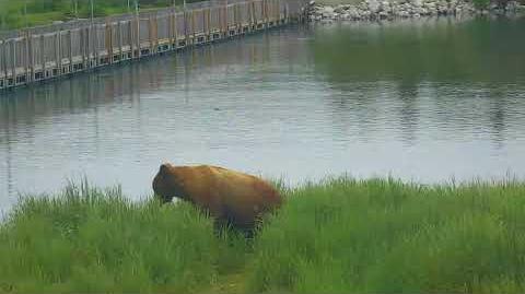 River Watch Bear Cam 06-28-2018 07 57 07 - 08 57 07 Alaska time Explore Recorder video LRE cam RW feed-0