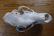 130-tundra-skull 20 16341941212 o