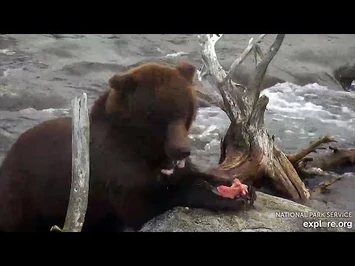 22_Sep_2020-_344_in_the_Riffles_(explore.org)