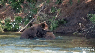 164 "Bucky Dent" & 903 "Gully" August 20, 2024 gif created by FloppyRightEar (p 18:56 from approx 13:00 AKDT #5)