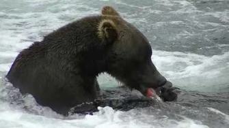 Vi_kigger_på_bjørne_-_i_Alaska_og_Canada_2018_by_Gitta_Thorboll_Kristensen