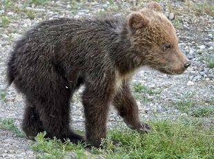 171's smallest spring cub on July 2, 2019 at 22:29 photograph by Truman Everts