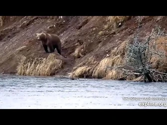 3_Nov_2023-_133_Checks_In_(explore.org)