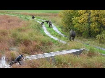 719,_402,_and_their_cubs_running_down_the_spit_road_9-13-22